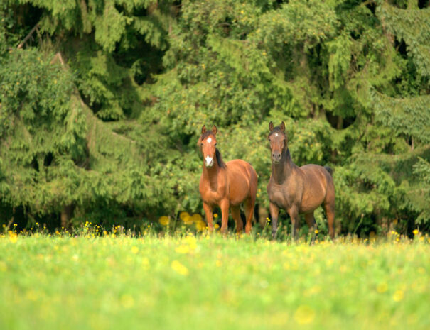 Unsere Weiden