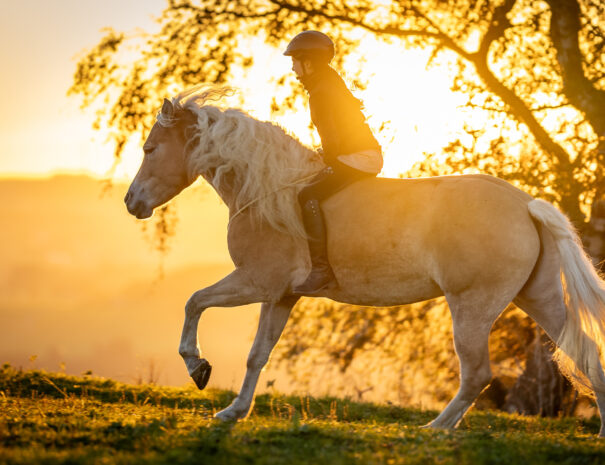 Galopp im Sonnenuntergang