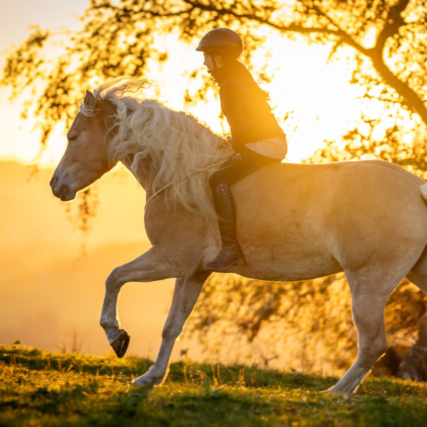 Galopp im Sonnenuntergang