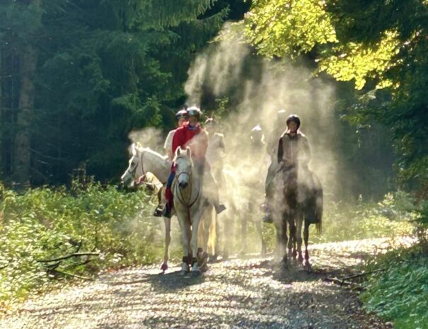 Ferienhof, Urlaub, Ferienvermietung, Ferienwohnung, Sehenswürdigkeiten, Allgäu Ferienhaus Übernachtung im Allgäu Reiterhof Urlaub mit Hund Reitstall Familien Urlaub, Gestüt Bauernhof, Urlaub Urlaub auf dem Bauernhof. Urlaub im Allgäu Urlaub mit Pferden. Ferien Bauernhof, YouTube Pferdewissen, Sternschnuppe Haflinger, Janina Fischer Lea Fischer