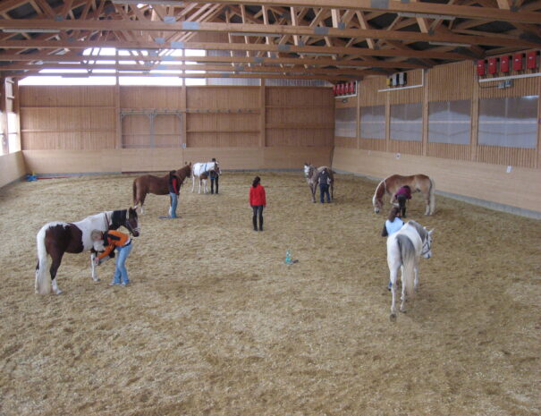 Ferienhof, Urlaub, Ferienvermietung, Ferienwohnung, Sehenswürdigkeiten, Allgäu Ferienhaus Übernachtung im Allgäu Reiterhof Urlaub mit Hund Reitstall Familien Urlaub, Gestüt Bauernhof, Urlaub Urlaub auf dem Bauernhof. Urlaub im Allgäu Urlaub mit Pferden. Ferien Bauernhof, YouTube Pferdewissen, Sternschnuppe Haflinger, Janina Fischer Lea Fischer