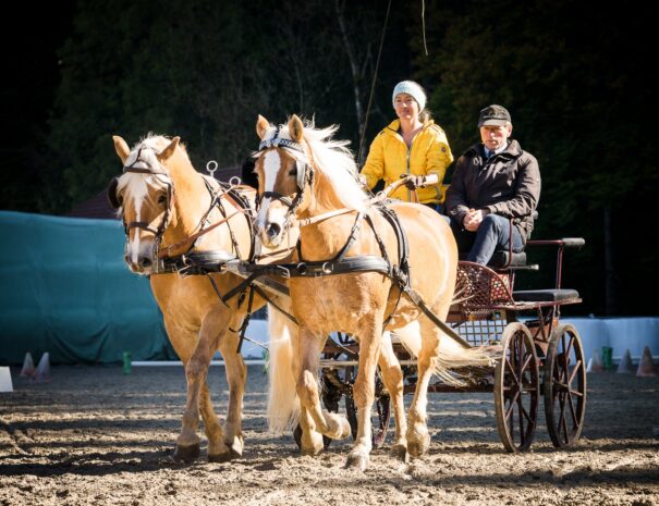 Ferienhof, Urlaub, Ferienvermietung, Ferienwohnung, Sehenswürdigkeiten, Allgäu Ferienhaus Übernachtung im Allgäu Reiterhof Urlaub mit Hund Reitstall Familien Urlaub, Gestüt Bauernhof, Urlaub Urlaub auf dem Bauernhof. Urlaub im Allgäu Urlaub mit Pferden. Ferien Bauernhof, Springpferd, Reitunterricht, Galoppbahn Kutsche Herbert Rietzler Kutschtraining Kutsche fahren