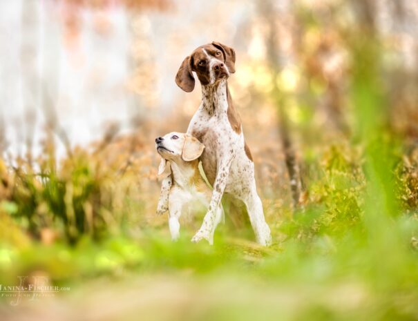 Urlaub mit Hund, Ferienwohnung mit Hund Allgäu, Ferienhof, Urlaub, Ferienvermietung, Ferienwohnung, Sehenswürdigkeiten, Allgäu Ferienhaus Übernachtung im Allgäu Reiterhof Urlaub mit Hund Reitstall Familien Urlaub, Gestüt Bauernhof, Urlaub Urlaub auf dem Bauernhof. Urlaub im Allgäu Urlaub mit Pferden. Ferien Bauernhof, YouTube Pferdewissen, Sternschnuppe Haflinger, Janina Fischer Lea Fischer