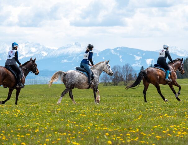 Ferienhof, Urlaub, Ferienvermietung, Ferienwohnung, Sehenswürdigkeiten, Allgäu Ferienhaus Übernachtung im Allgäu Reiterhof Urlaub mit Hund Reitstall Familien Urlaub, Gestüt Bauernhof, Urlaub Urlaub auf dem Bauernhof. Urlaub im Allgäu Urlaub mit Pferden. Ferien Bauernhof, YouTube Pferdewissen, Sternschnuppe Haflinger, Janina Fischer Lea Fischer