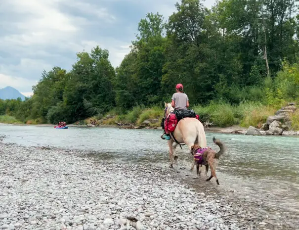 Ferienhof, Urlaub, Ferienvermietung, Ferienwohnung, Sehenswürdigkeiten, Allgäu Ferienhaus Übernachtung im Allgäu Reiterhof Urlaub mit Hund Reitstall Familien Urlaub, Gestüt Bauernhof, Urlaub Urlaub auf dem Bauernhof. Urlaub im Allgäu Urlaub mit Pferden. Ferien Bauernhof, YouTube Pferdewissen, Sternschnuppe Haflinger, Janina Fischer Lea Fischer