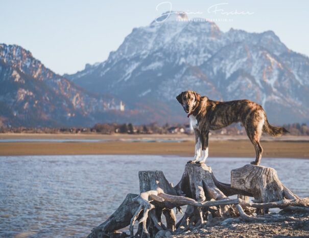 Urlaub mit Hund, Ferienwohnung mit Hund Allgäu, Ferienhof, Urlaub, Ferienvermietung, Ferienwohnung, Sehenswürdigkeiten, Allgäu Ferienhaus Übernachtung im Allgäu Reiterhof Urlaub mit Hund Reitstall Familien Urlaub, Gestüt Bauernhof, Urlaub Urlaub auf dem Bauernhof. Urlaub im Allgäu Urlaub mit Pferden. Ferien Bauernhof, YouTube Pferdewissen, Sternschnuppe Haflinger, Janina Fischer Lea Fischer